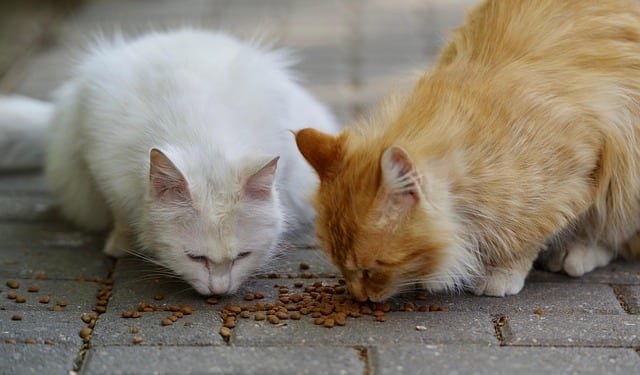 Purina Pro Plan Kitten Nutrition Bundle