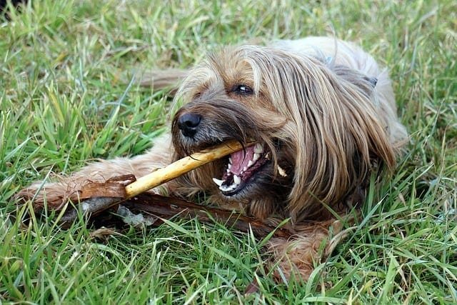 Arm & Hammer Complete Care Dog Dental Kit